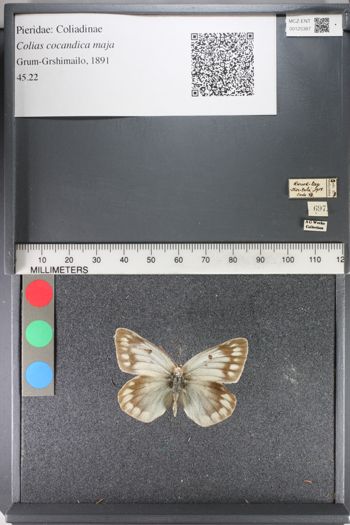 Media type: image;   Entomology 125387